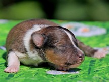 puppies