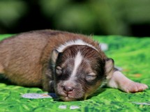 puppies