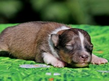 puppies