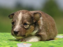 puppies