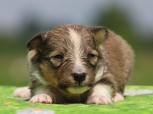 puppies