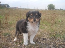 puppies