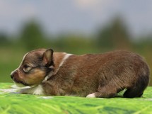 puppies