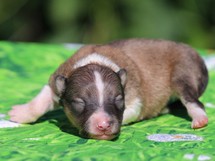 puppies