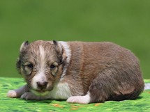 puppies