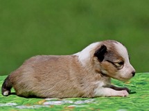 puppies