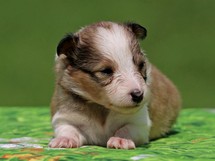 puppies
