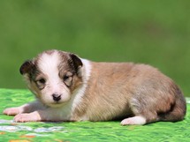 puppies