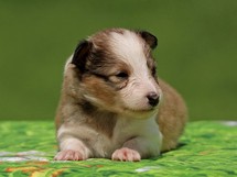 puppies
