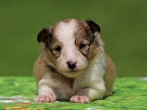 puppies