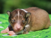 puppies