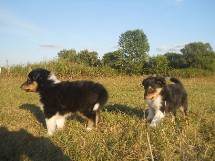 puppies