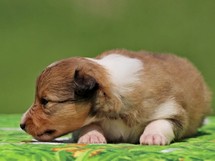 puppies