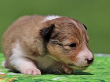 puppies