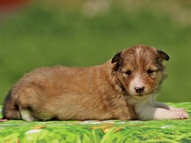puppies