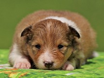 puppies