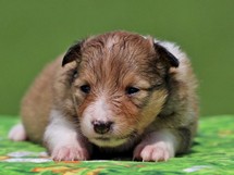 puppies