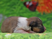 puppies