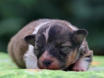 puppies