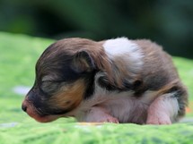puppies