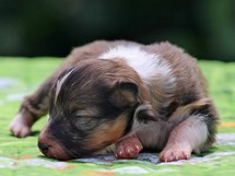 puppies