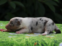 puppies