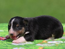 puppies