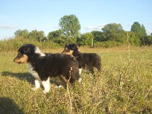 puppies