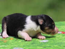 puppies