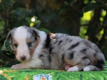 puppies