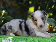 puppies