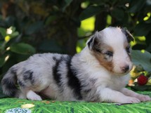 puppies