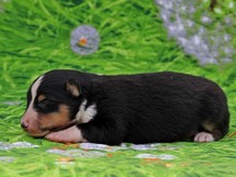 puppies