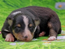 puppies