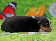 puppies