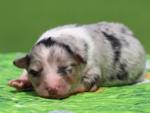 puppies