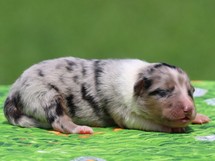 puppies