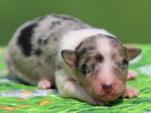 puppies