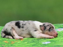 puppies