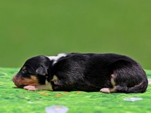 puppies