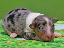 puppies
