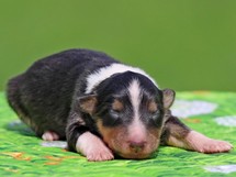 puppies
