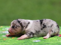 puppies