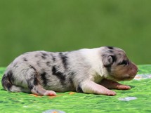 puppies