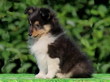 puppies