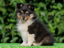 puppies