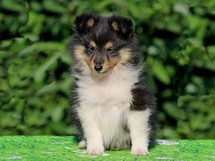 puppies
