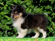 puppies