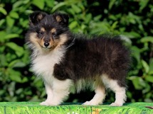 puppies