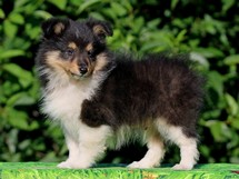 puppies